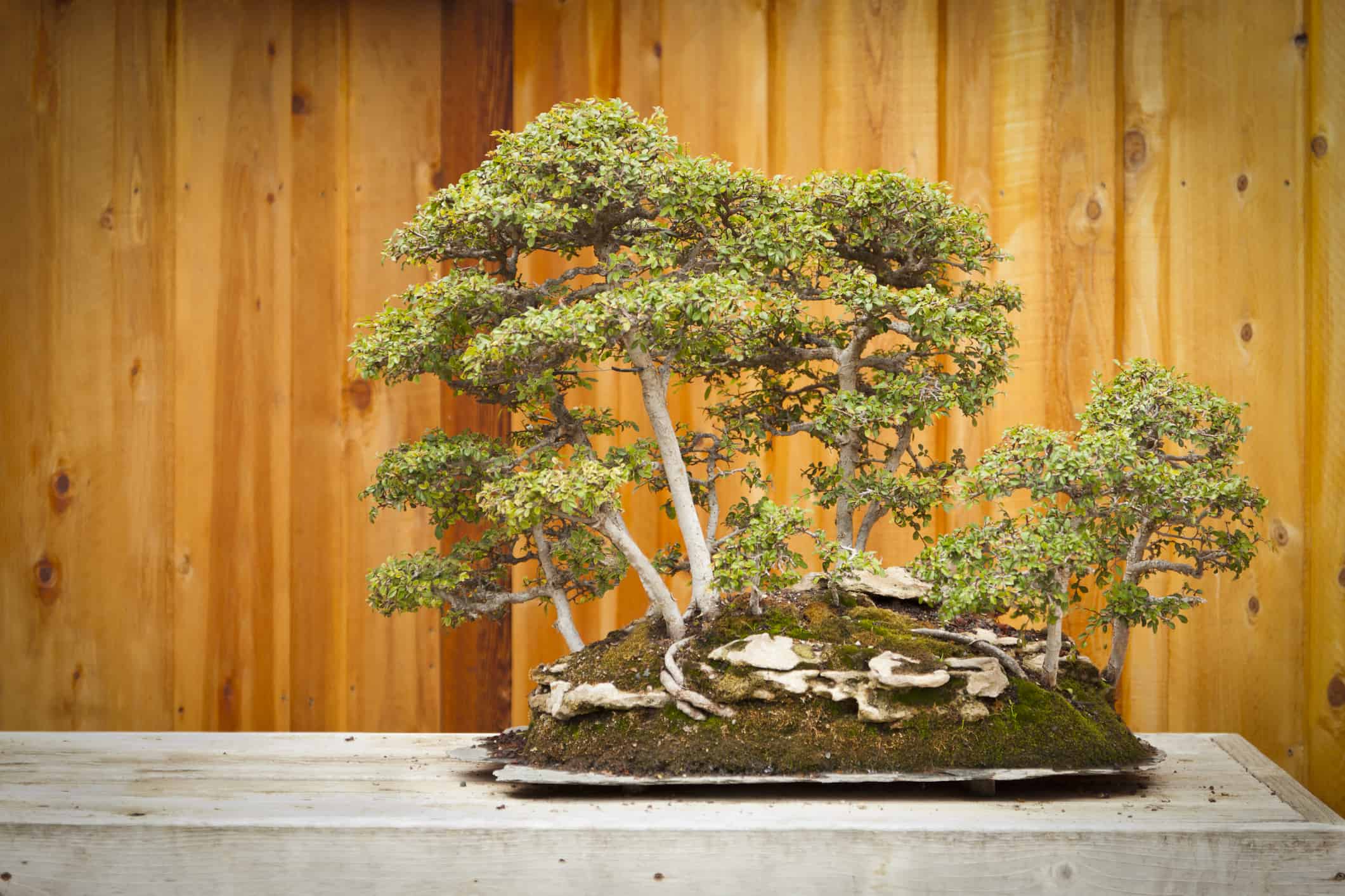 Bonsai Trees For Beginners | Compare The Gardeners